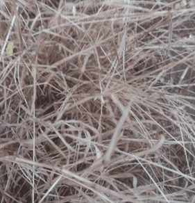 Capim-colchão - Digitaria spp 