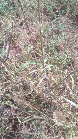 Caruru-roxo - Amaranthus hibridus  e picão-preto -Bidens Pilosa 